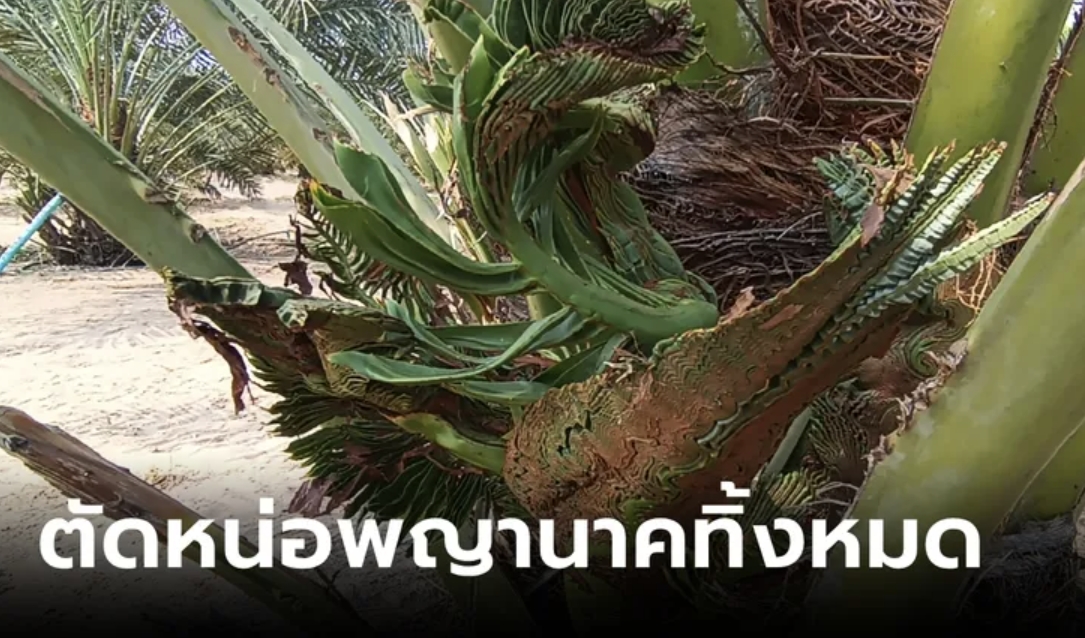 เจ้าของสวนตัดหน่อพญานาคทิ้ง แม้คนมาขอหวยแล้วถูกบ่อย เผยเหตุผลช็อตฟีลสายมู
